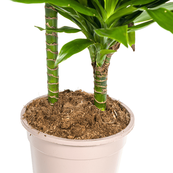 Dracaena Deremensis Grünes Juwel - Drachenbaum - Zimmerpflanze - Ø19cm - ↕70-90cm