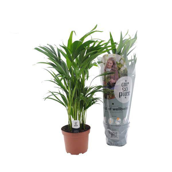 Goldfruchtpalme – Dypsis Lutescens – Zimmerpflanze – Ø17cm – Höhe 65cm – elegante Innenraumbegrünung 