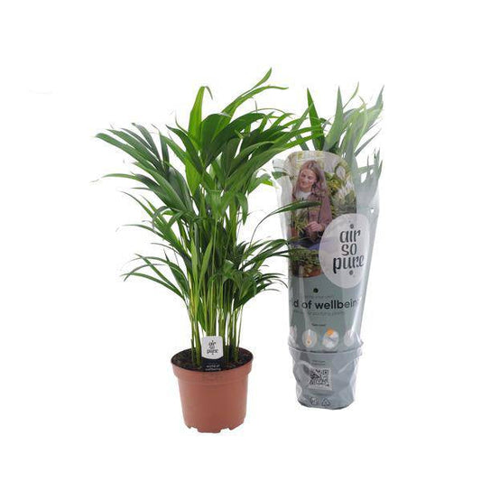 Goldfruchtpalme – Dypsis Lutescens – Zimmerpflanze – Ø17cm – Höhe 65cm – elegante Innenraumbegrünung 
