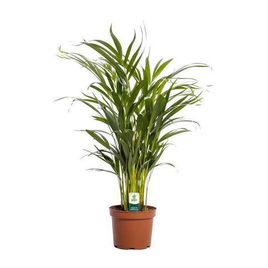 Goldfruchtpalme – Dypsis lutescens – Zimmerpflanze – Ø17cm – ca. 65cm hoch – Luftreinigend & tropisch – Pflegeleichte Areca-Palme für Zuhause & Büro 