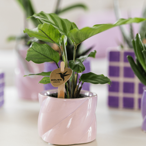Calathea - Korbmarante - Zimmerpflanze - Ø6cm