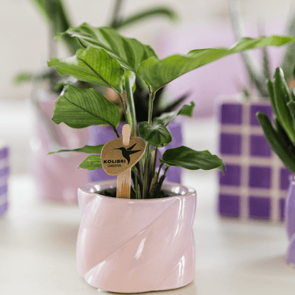 Calathea - Korbmarante - Zimmerpflanze - Ø6cm