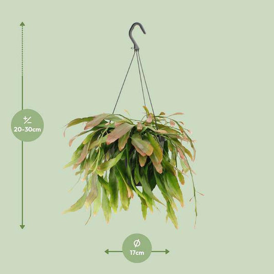 Korallenkaktus - Rhipsalis Rote Koralle - Zimmerpflanze - Ø17cm - ↕25cm 