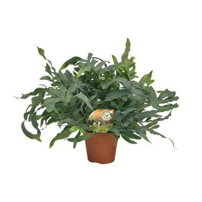 Tüpfelfarn - Phlebodium aureum 'Blue Star' - Zimmerpflanze - Ø17cm - ↕60cm
