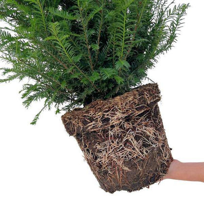 Eibe - Eibenhecke - 10 Meter Hecke - ↨100-125 cm - 20 Stück