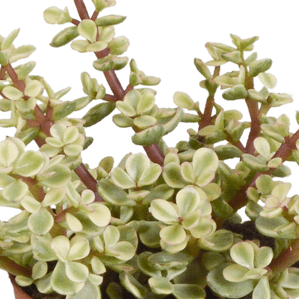Dickblatt - Crassula - Mix 8,5 cm - 3 Stück - Zimmerpflanze - im Mexicaanse-Topf