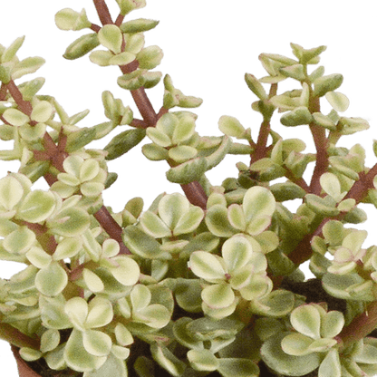 Dickblatt - Crassula - Mix 8,5 cm - 3 Stück - Zimmerpflanze - im Mexicaanse-Topf