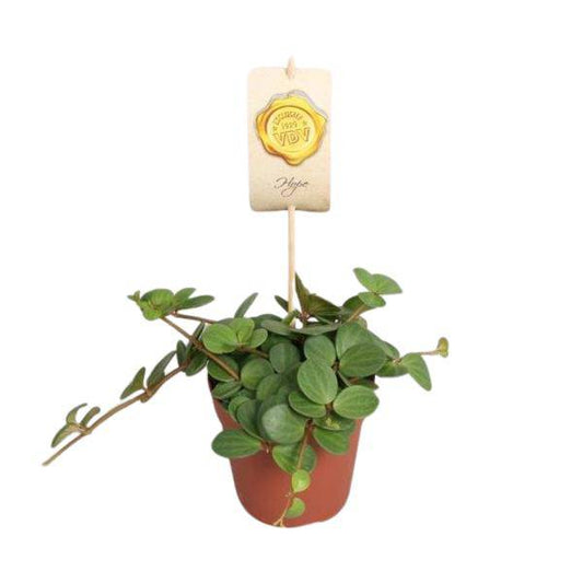 Zwergpfeffer - Peperomia Hope - Zimmerpflanze - Ø12cm - ↕15cm 