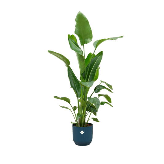 Strelitzia Nicolai – Baum-Strelitzie – ca. 180cm hoch – Ø30cm – Inkl. Pflanztopf Vibes Fold Rund Blau – XXL Zimmerpflanze mit großen Blättern – Tropische Grünpflanze für Wohnzimmer & Büro 