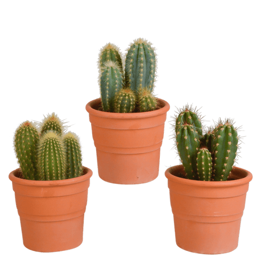 Kaktus - Cereus - Mix - Zimmerpflanze - 10,5 cm - 3 Stück + Terracotta-Topf 