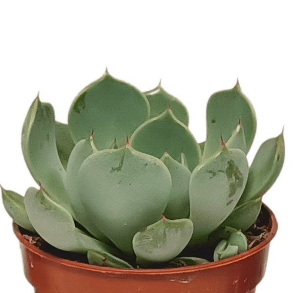 Sukkulenten - Mix - 5,5 cm - 10 Stück 