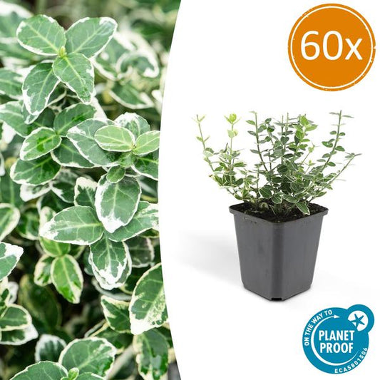 Kletter-Spindelstrauch Euonymus fortunei 'Emerald 'n Gaiety' – 60 Pflanzen – ↕10-25cm – Ø9cm – Immergrün – Bodendecker, Hecke & Solitär