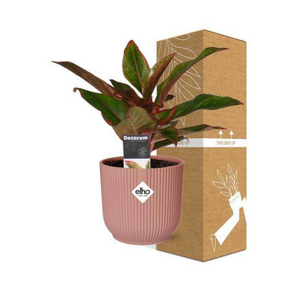 Kolbenfaden - Aglaonema Kreta - Zimmerpflanze + Topf Vibes Fold 14cm Rosa