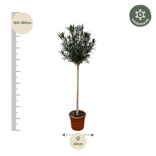 Rosenlorbeer – Nerium Oleander mit weißer Blüte 170cm – Ø40cm – Mediterrane Kübelpflanze – Immergrüne Zierpflanze für Garten, Terrasse & Balkon – Pflegeleicht 