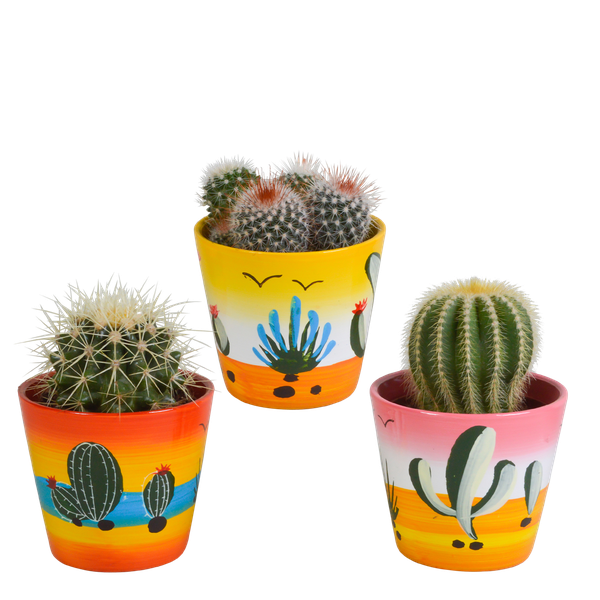 Kaktus - Bolcactus - Mix - 8,5 cm - Zimmerpflanze - im Mexicaanse-Topf