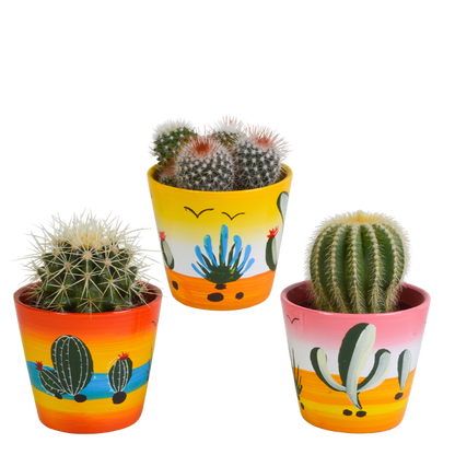 Kaktus - Bolcactus - Mix - 8,5 cm - Zimmerpflanze - im Mexicaanse-Topf