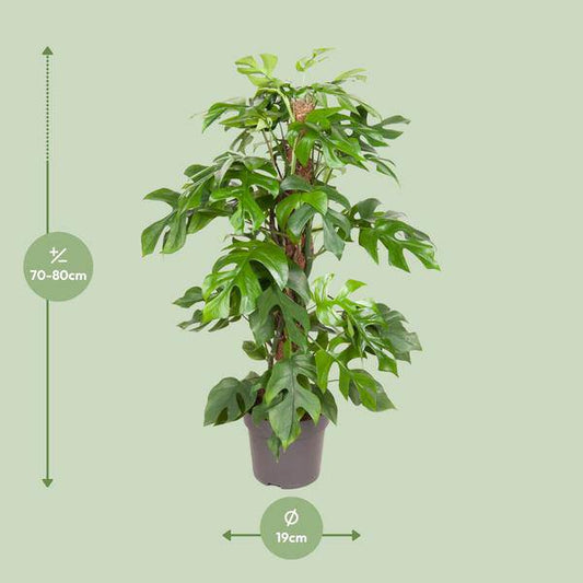 Fensterblatt - Monstera Minima - Zimmerpflanze - Ø19cm - ↕80cm 