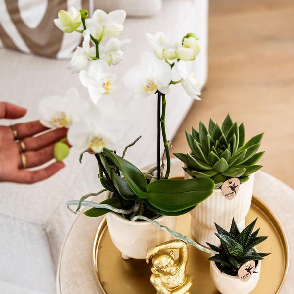 Komplettes Pflanzenset Luxury Living | Grünpflanzen mit weißer Phalaenopsis-Orchidee inkl. Keramik-Ziertöpfe und Zubehör - Oasis of Life