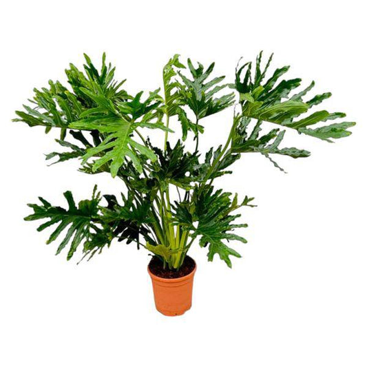 Baum-Philodendron – Philodendron Selloum – ca. 130cm hoch – Ø24cm – Tropische Zimmerpflanze mit großen, gelappten Blättern – Dekorative Grünpflanze für Wohnzimmer & Büro 