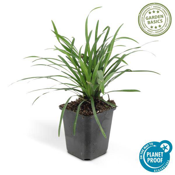 Lilientraube - Liriope muscari 'Big Blue' - ↕10-25cm - Ø9cm - 12 Stück