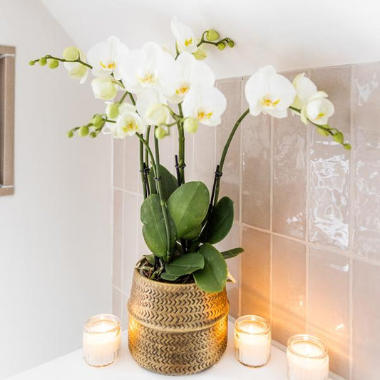 Weiße Phalaenopsis Juwel Gent Orchidee im goldfarbenen Groove Ziertopf - Topfgröße Ø12cm - Oasis of Life