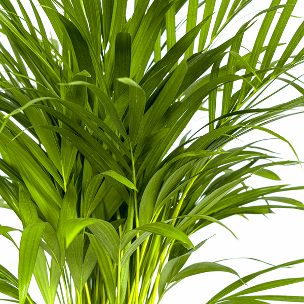 Dypsis Areca Lutescens – Goldfruchtpalme – Zimmerpflanze Ø19cm ↕80-100cm – Federartige Blätter – Tropisches Flair – Pflegeleicht 