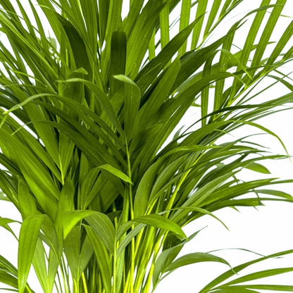 Dypsis Areca Lutescens – Goldfruchtpalme – Zimmerpflanze Ø19cm ↕80-100cm – Federartige Blätter – Tropisches Flair – Pflegeleicht 