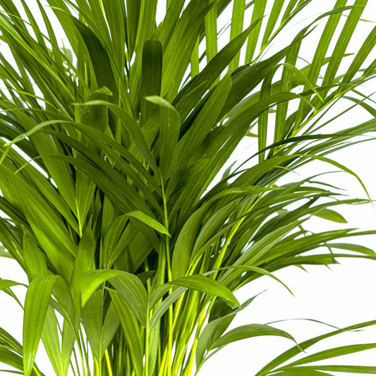 Dypsis Areca Lutescens – Goldfruchtpalme – Zimmerpflanze Ø19cm ↕80-100cm – Federartige Blätter – Tropisches Flair – Pflegeleicht 