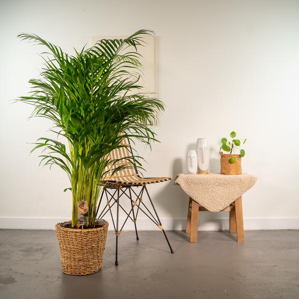 Areca mit Korb - ↨130cm - Ø24cm - Oasis of Life