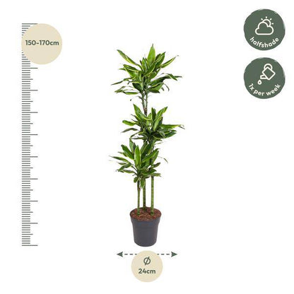 Drachenbaum - Dracaena Golden Coast - Zimmerpflanze - 160cm - ø24cm