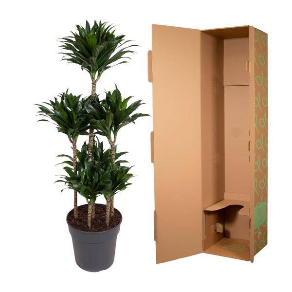 Drachenbaum – Dracaena Compacta Karussell 130cm – Ø31cm – Zimmerpflanze mit dunkelgrünen glänzenden Blättern – Robuste pflegeleichte Grünpflanze für Wohnzimmer, Büro & Wintergarten 