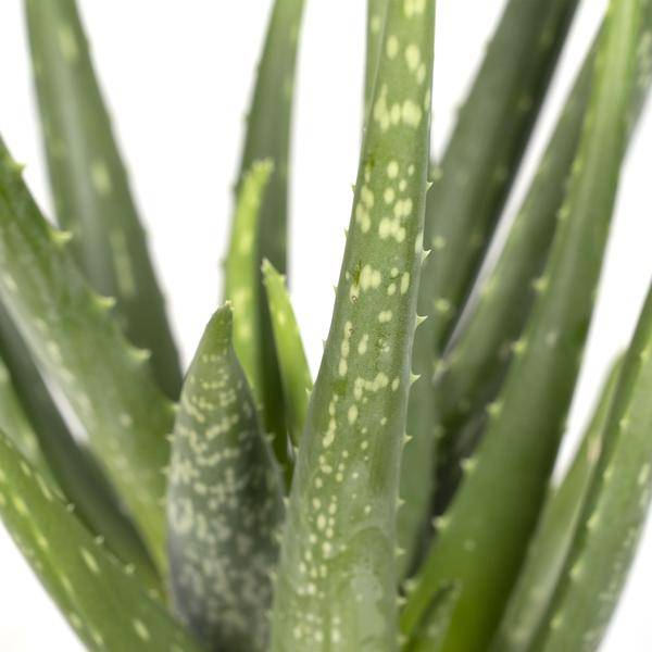 Aloe vera – Echte Aloe – Ø12cm x H40cm – Pflegeleichte Zimmerpflanze & Sukkulente – Sonnentolerant & wasserspeichernd – Im Kunststofftopf – Direkt aus der Gärtnerei 