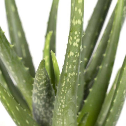 Aloe vera – Echte Aloe – Ø12cm x H40cm – Pflegeleichte Zimmerpflanze & Sukkulente – Sonnentolerant & wasserspeichernd – Im Kunststofftopf – Direkt aus der Gärtnerei 