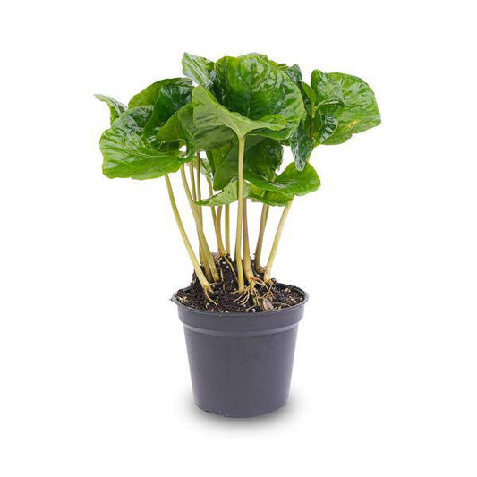 Kaffeepflanze Coffea Arabica – Terrarienpflanze 6cm – Pflegeleicht & Dekorativ – Perfekt für Terrarien & Kleine Innenräume 