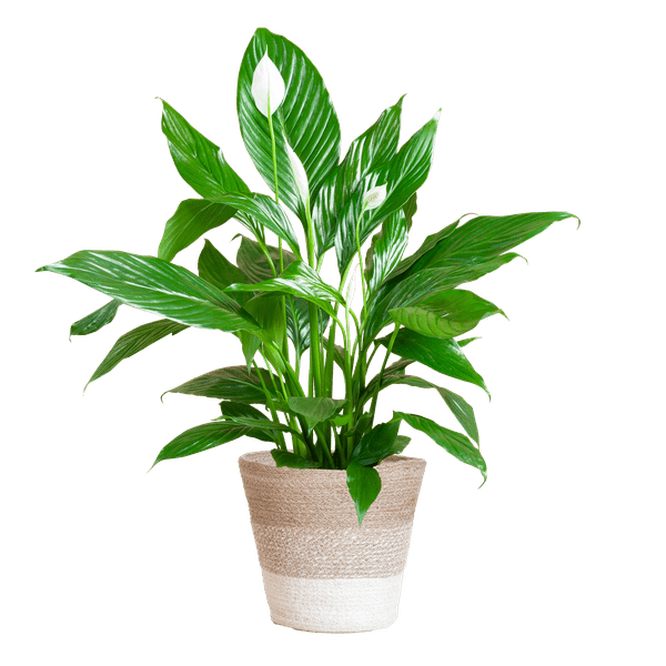Spathiphyllum mit Korb Lissabon weiß - 80cm - Ø21 - Oasis of Life