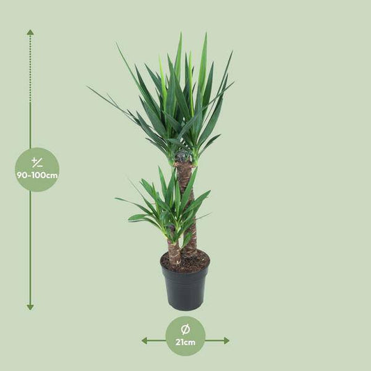 Riesen-Palmlilie - Yucca Elephantipes - Zimmerpflanze - Ø21cm - ↕100cm 