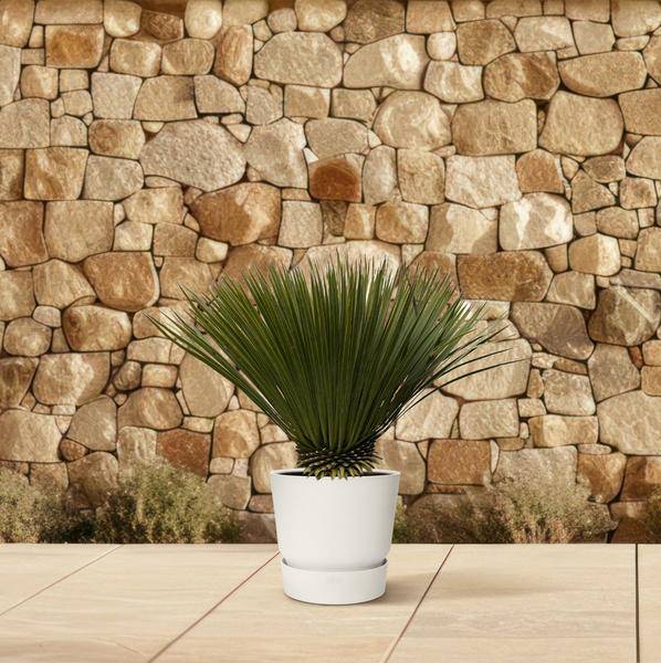 Palmlilie - Yucca Rostrata - Zimmerpflanze - 80cm- Ø30cm