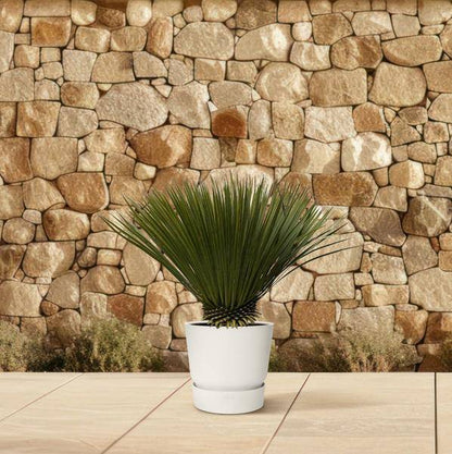 Palmlilie - Yucca Rostrata - Zimmerpflanze - 80cm- Ø30cm