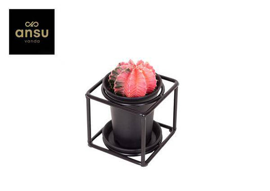 Kaktus im Designrahmen - Ø10cm - ↕12cm - Oasis of Life