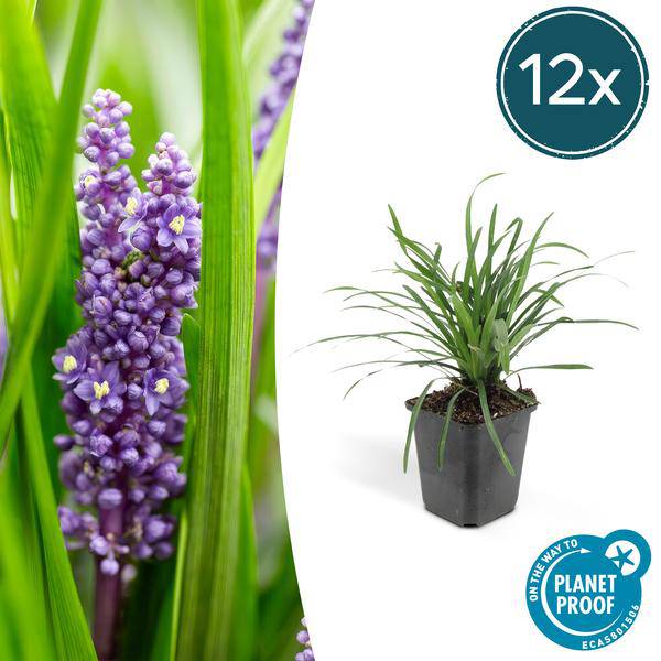 Lilientraube - Liriope muscari 'Big Blue' - ↕10-25cm - Ø9cm - 12 Stück