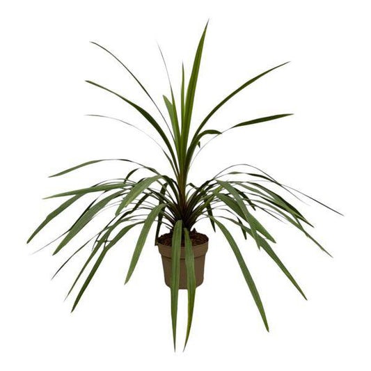 Cordyline Peko – Berg-Keulenlilie – Zimmerpflanze – Ø24cm – Höhe ca. 90cm – tropische Zierpflanze mit grünen und rosafarbenen Blättern 