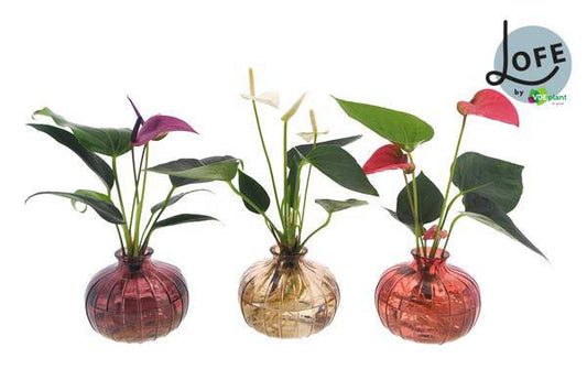 Anthurium Mix in Nela 3 Farben - 3 Stücke - Ø12cm - ↕30cm - Oasis of Life