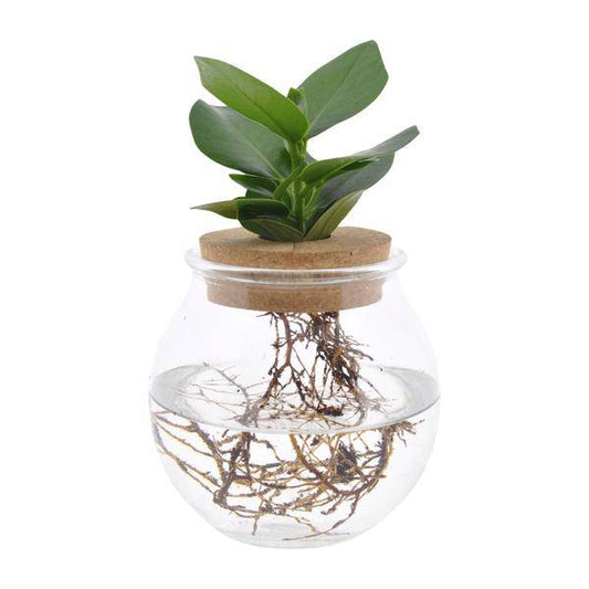 Clusia in Kugelglas + Schnappkorken - Ø12cm - ↕30cm 
