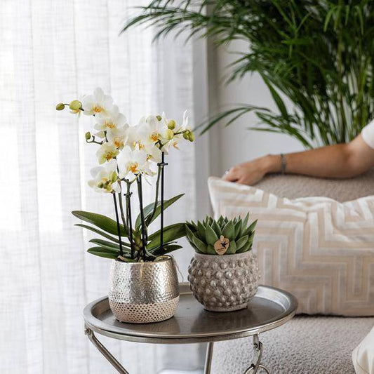 Phalaenopsis Orchidee Amabilis Weiß – inkl. Elite Keramiktopf Silber – Zimmerpflanze ca. 35cm – Edle Orchidee mit 2–3 Blütenstielen – Dekopflanze für Wohnzimmer, Esszimmer & Büro 