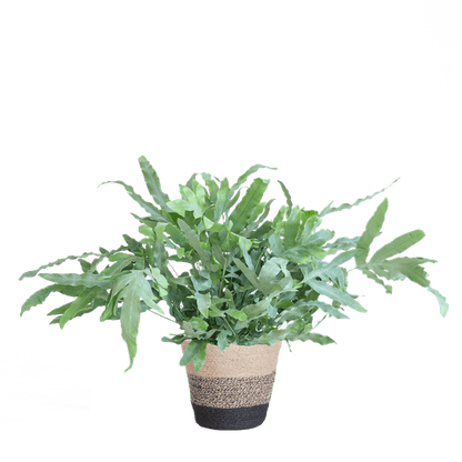 Phlebodium Aureum 'Blue Star' - Blauer Tüpfelfarn - Zimmerpflanze + Korb Lissabon Schwarz - ↕40cm - Ø17cm