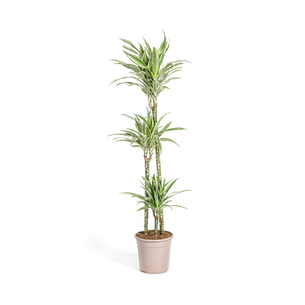 Dracaena Deremensis White Stripe – Drachenbaum – Ø24cm – ↕130-150cm – Elegante Zimmerpflanze mit weißen Blattstreifen – Pflegeleicht & luftreinigend 