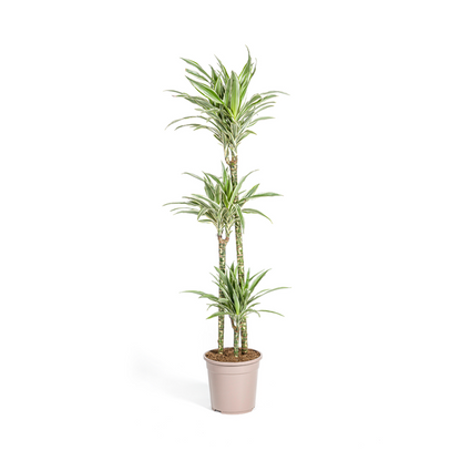 Dracaena Deremensis White Stripe – Drachenbaum – Ø24cm – ↕130-150cm – Elegante Zimmerpflanze mit weißen Blattstreifen – Pflegeleicht & luftreinigend 