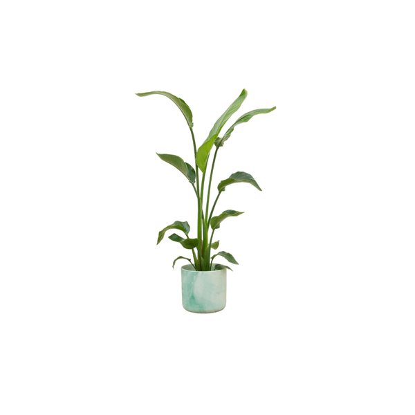 Strelitzia Nicolai - Baum-Strelitzie - Zimmerpflanze - Ø22cm - ↨120cm + Topf Ocean Grün