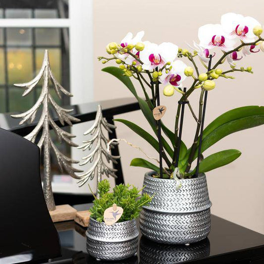 Groove Blumentopf – Goldener Keramiktopf – Ø12cm – Dekorativer Ziertopf mit markantem Rillenmuster – Mattes Finish – Für Zimmerpflanzen & Orchideen 