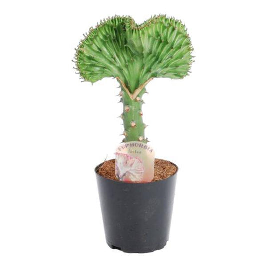 Euphorbia lactea Cristata Grün – Korallen-Wolfsmilch – Zimmerpflanze ca. 30cm – ø10,5cm – Exotische Sukkulente in Korallenform – Pflegeleichte Kaktuspflanze für sonnige Standorte 